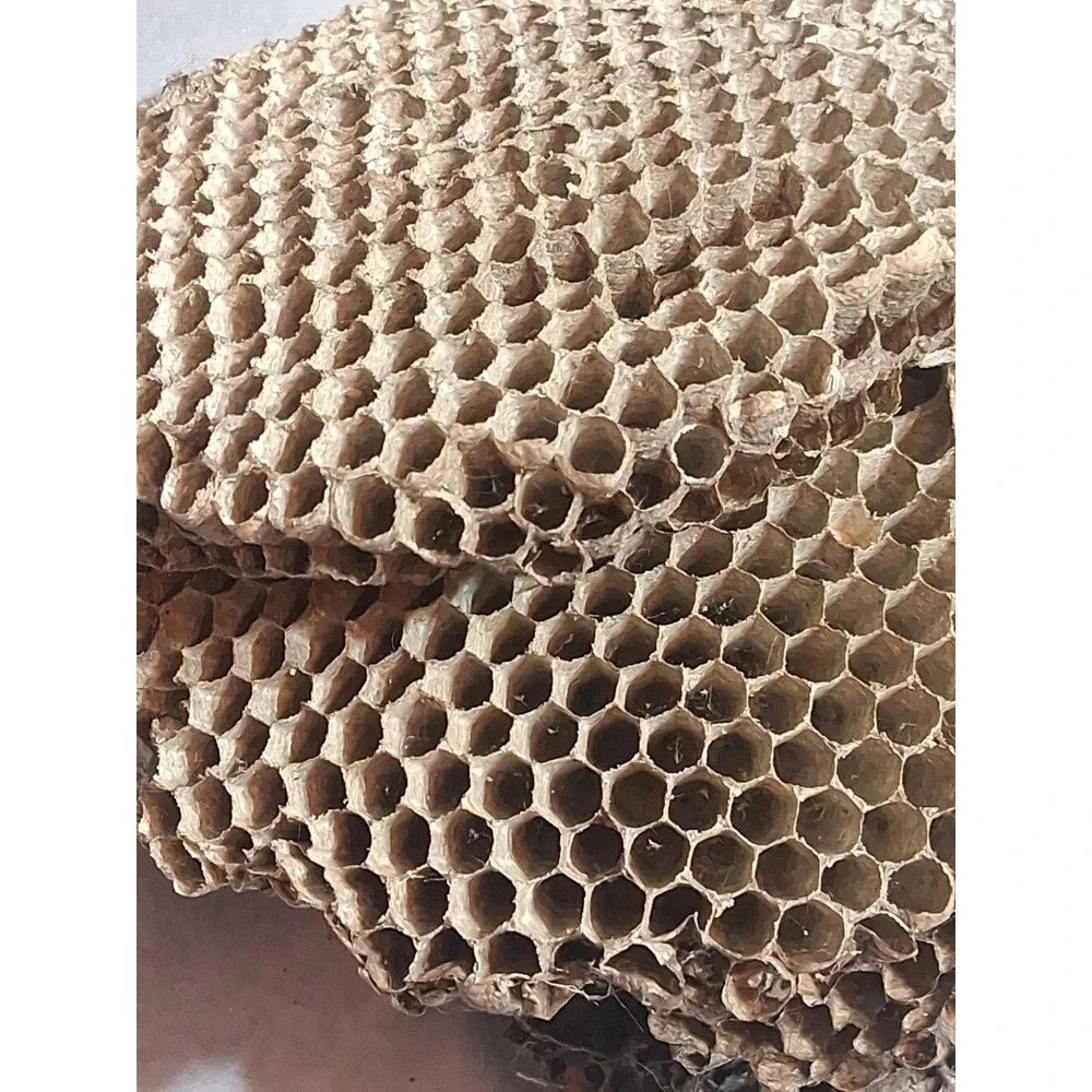 Empty Dried Hornet / Wasp Nest 6 Layers Educational Decoration Taxidermy BEE